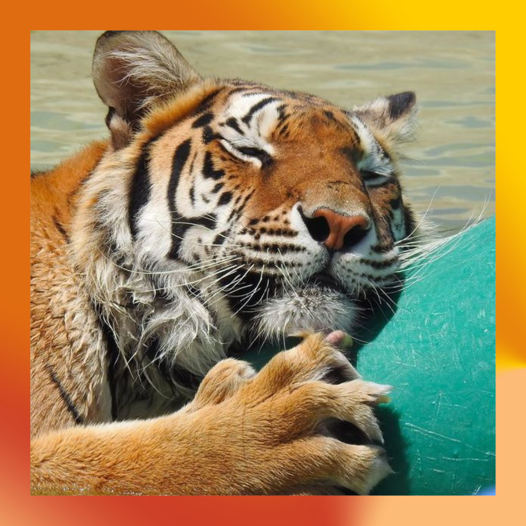 Sundura the tiger at Safe Haven Wildlife Sanctuary