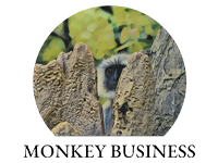 Monkey Business Safaris logo