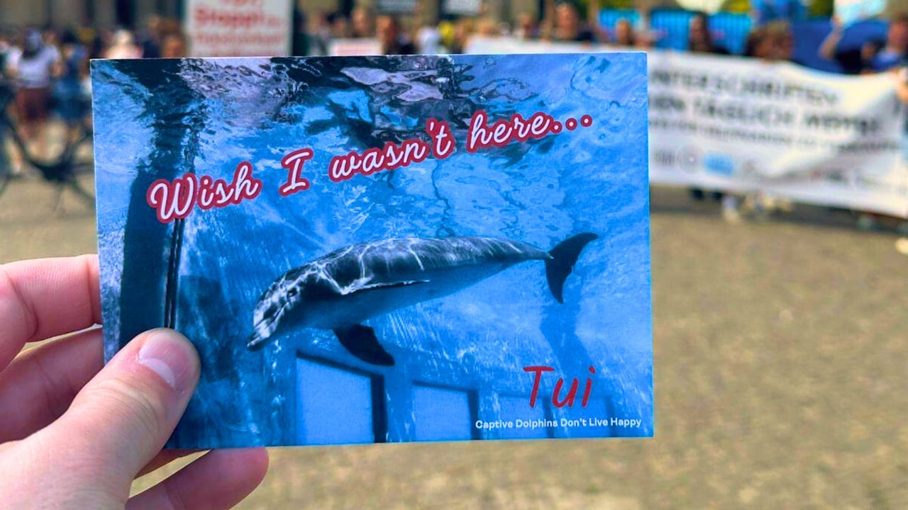 A postcard of a captive dolphin in a barren tank with the words 'I wish I wasn't here'