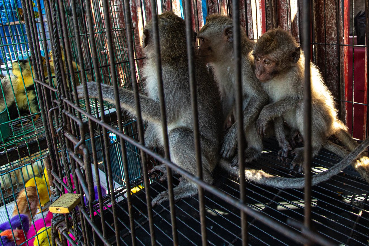 Macaques cowering in a cage at a market in Jakarta, Indonesia.