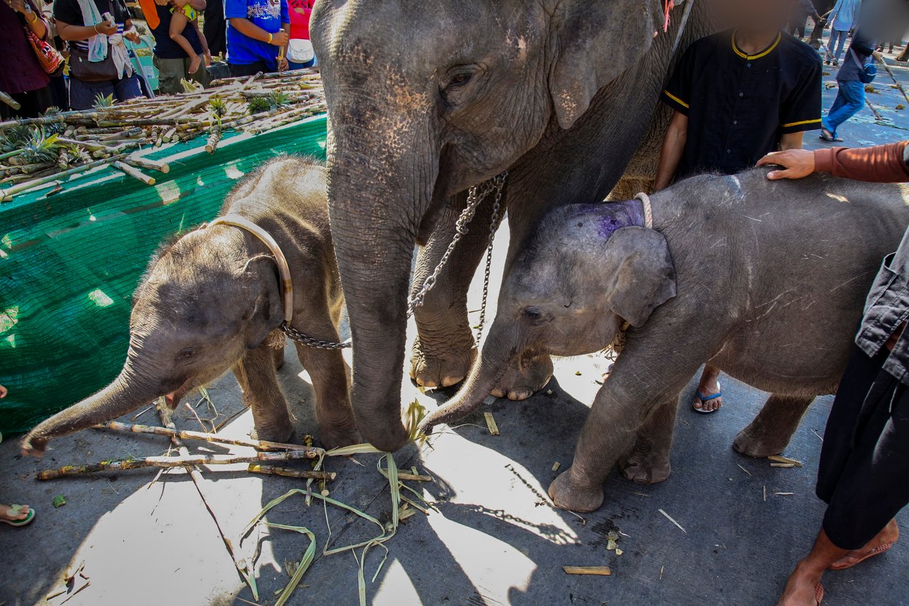 Young Asian elephant calves forced to beg at elephant festival.