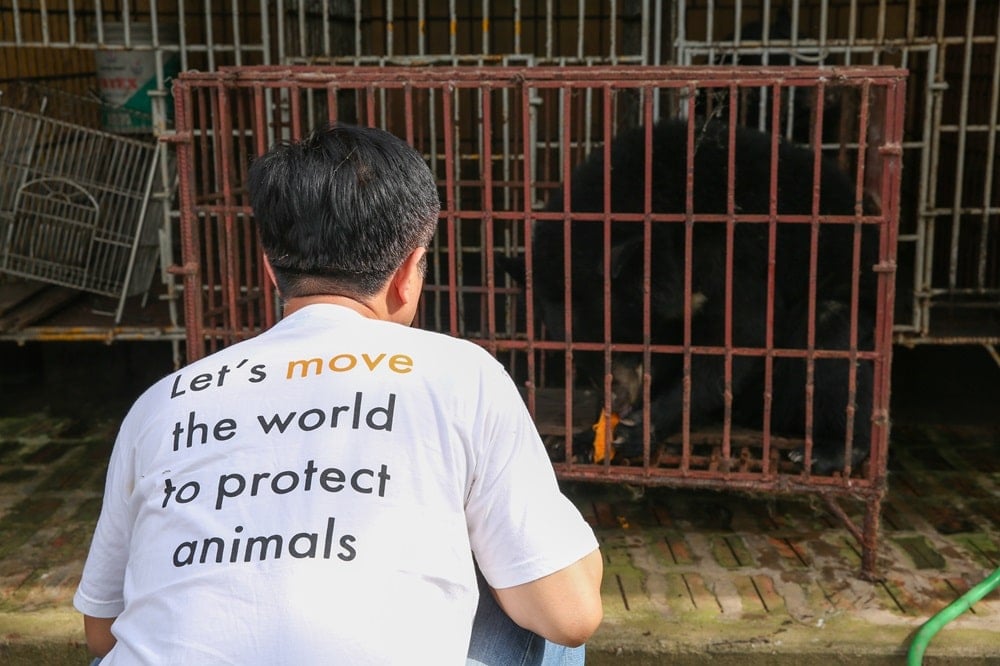 Vietnam bear rescue