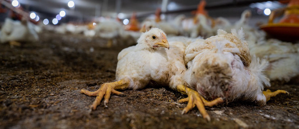 Broiler chicken. Credit: Haig / World Animal Protection / We Animals Media