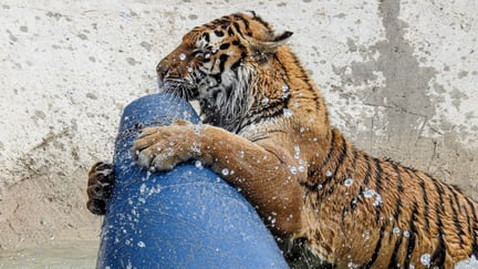 Sundara the Tiger playing in a pool with her favourite toy, tipsy tom