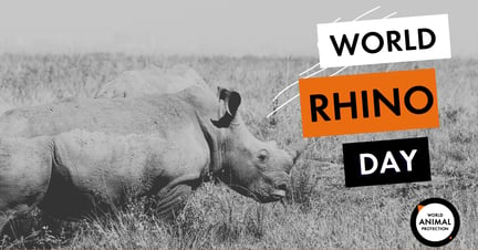 World Rhino day-META