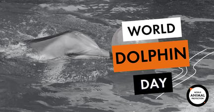 World Dolphin Day