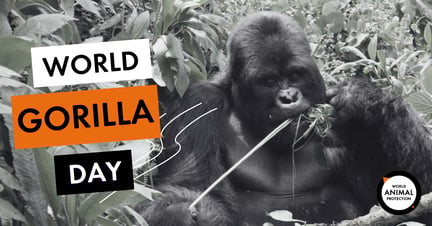 World Gorilla Day_META