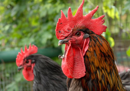 Roosters at Vauxhall City Farm, London