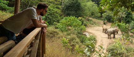 Elephant viewing platform at Following Giants