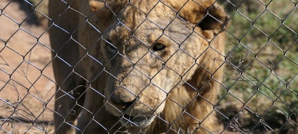 Commercially bred captive lion at poor quality facility