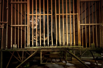 Vietnam’s National Bear Week highlights importance of ending the country’s cruel bear bile industry  