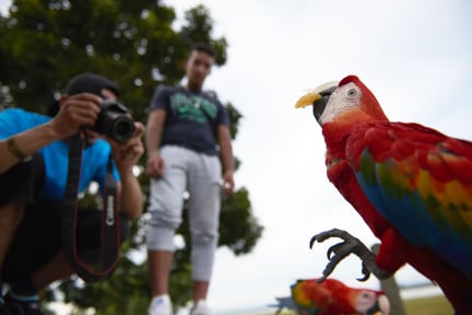 Investigating the gritty truth behind the Amazon’s wildlife selfie trade