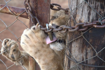 Lion cub at a lion farm in South Africa. Credit: Pippa Hankinson / Blood Lions