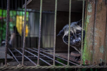 Leading retailers pull civet coffee from shelves