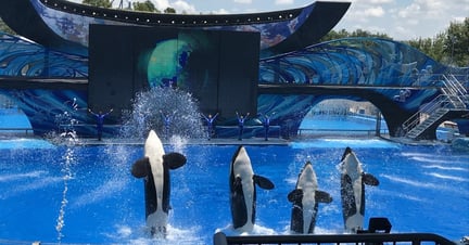 Four orcas jumping out of the water during SeaWorld's orca show.