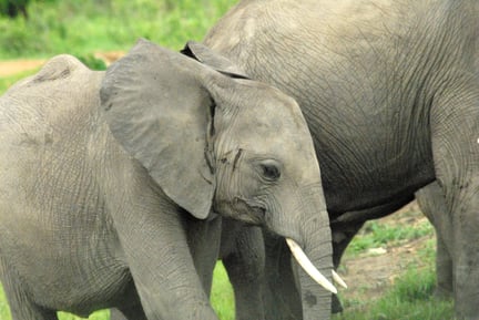 Elephants in Mikumi National Park, Tanzania. 