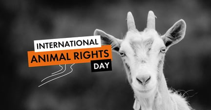 International Animal Rights Day meta/og image