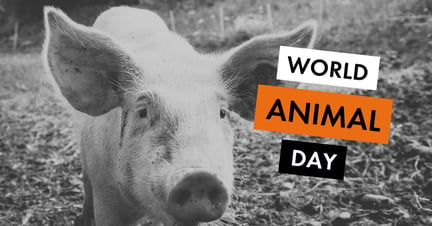 World Animal Day meta/og image