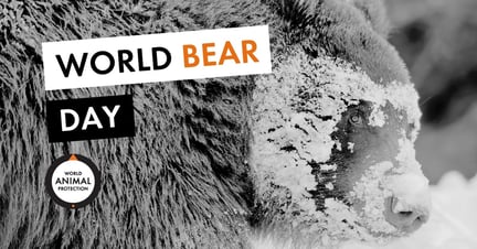 World Bear Day meta/og image