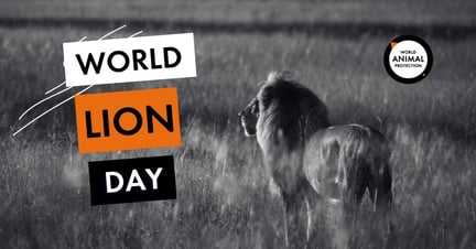 World Lion Day meta/og image