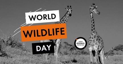 World Wildlife Day meta/og image