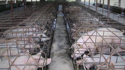 pregnant pigs (sows) are kept in rows of cages (known as gestation crates) on a farm in Brazil.