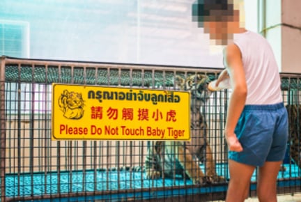 a caged baby tiger is given a drink through its cage door.  A sign reads 'do not touch the baby tiger'