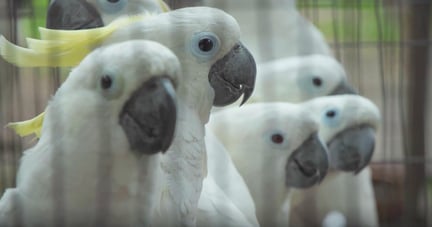 Cockatoos in a breeding farm