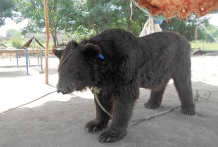 Bear used in Bear Baiting