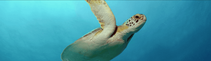 Sea Turtle Swimming