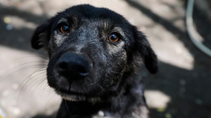 A stray dog looks into the camera.