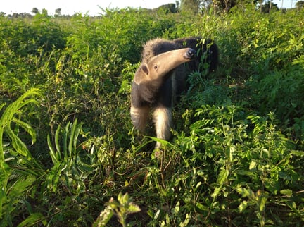 Cecilia the anteater, award winner 2022