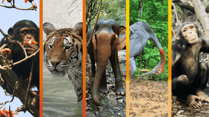 Wild animal unique personality award 2024 finalists