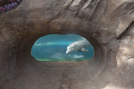 An undisclosed dolphin venue in Florida. A dolphin is looking through the class in the underwater observation area.