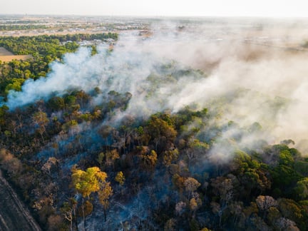 Brazil forest fires. Credit: Noelly Castro