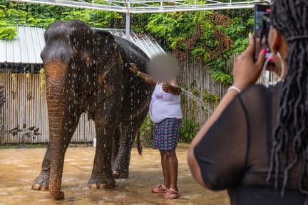 An elephant in thailand is showered by a man while a women takes his photo