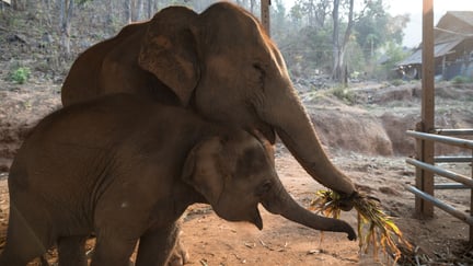Jokia and Pongao, elephants at Happy Elephant Care Valley