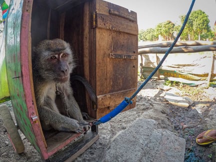 One of the 31 dancing monkeys during the rescue and transportation to the JAN rehab center. Image credit JAAN