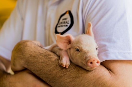 Pig in a higher welfare farm