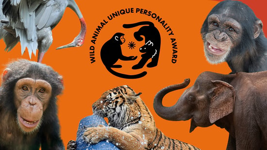 The shortlist of the Wild Animal Unique Personality Award surround the logo