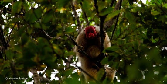 Amazon Uakari Heritage Area Brazil