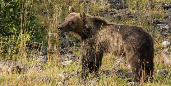 Appennines Marsican Bear Heritage Area Italy