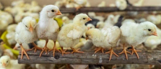 Humanely raised chickens. Credit: World Animal Protection / David Hogsholt