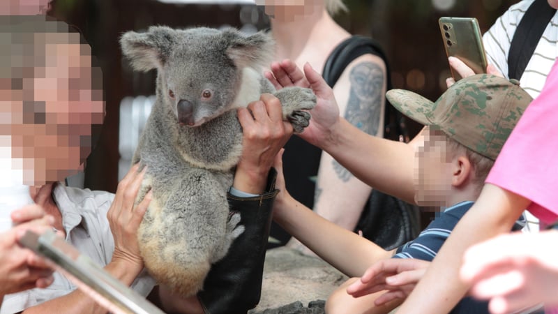 Pictured; Koala being paraded around for guests to pat at Dreamworld. Credit: World Animal Protection / Carol Slater