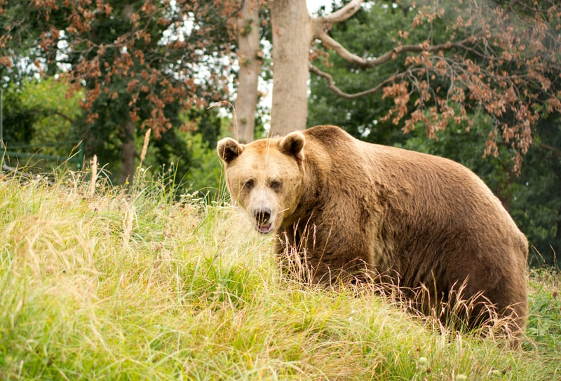 Cristi at the Libearty sanctuary