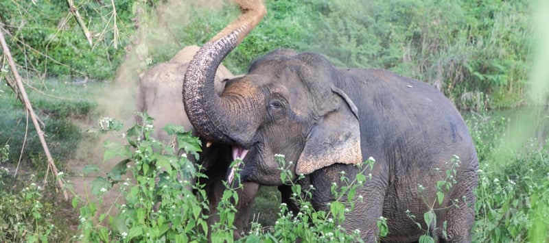 Elephant at a sanctuary