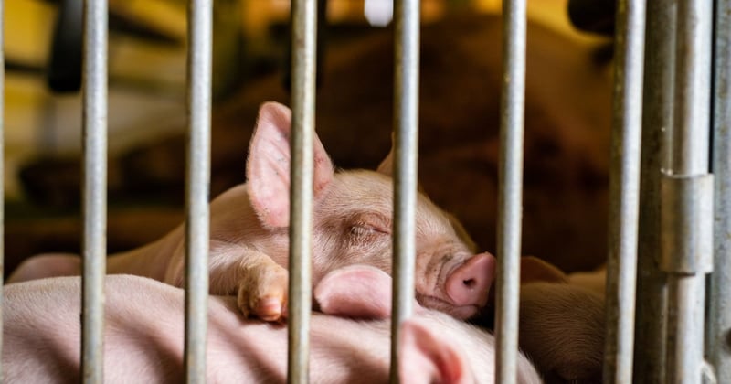 Piglets on an intensive farm