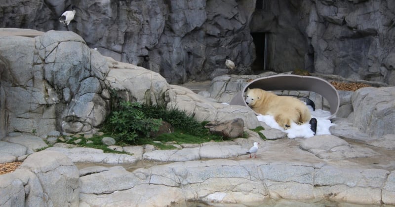  A polar bear living at the Gold Coast. Thousands of wild animals are kept in cruel conditions in Australian wildlife entertainment venues with the most prominent all being in the state of Queensland