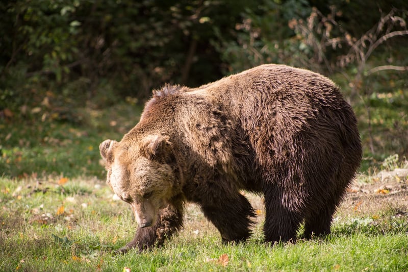 One of the residents at the Romanian bear sanctuary