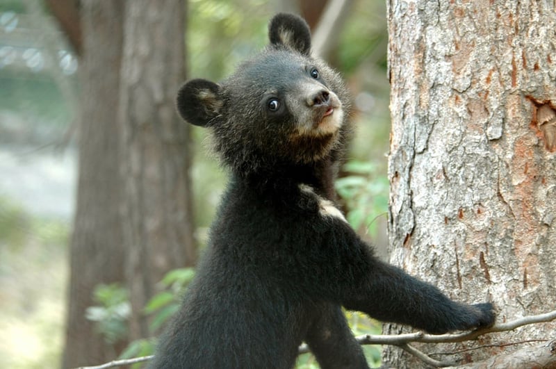 A moonbear on a tree, pictured at the Endangered Species Preservation Centre in South Korea.